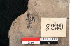 Foto (Detailansicht) von Sequoia hardtii Endl. (NHMW-GEO-2024-0188-8239)
